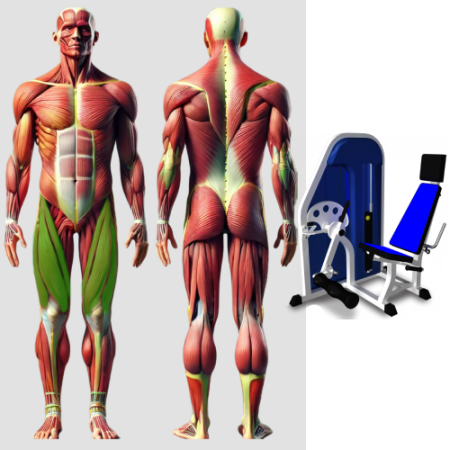 Разгибание ног сидя MB 3.22 N MB Barbell