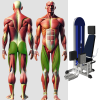 Сведение разведение ног MB 3.25 N MB Barbell