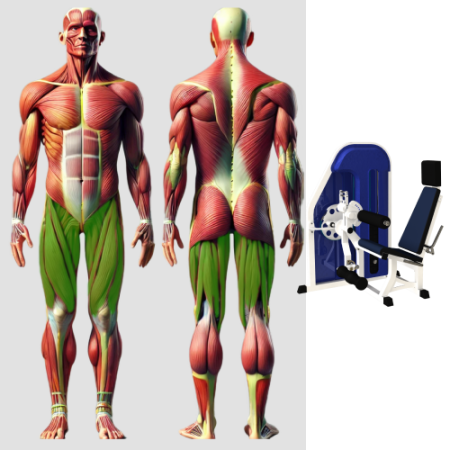 Сгибание разгибание ног MB 3.01 N MB Barbell